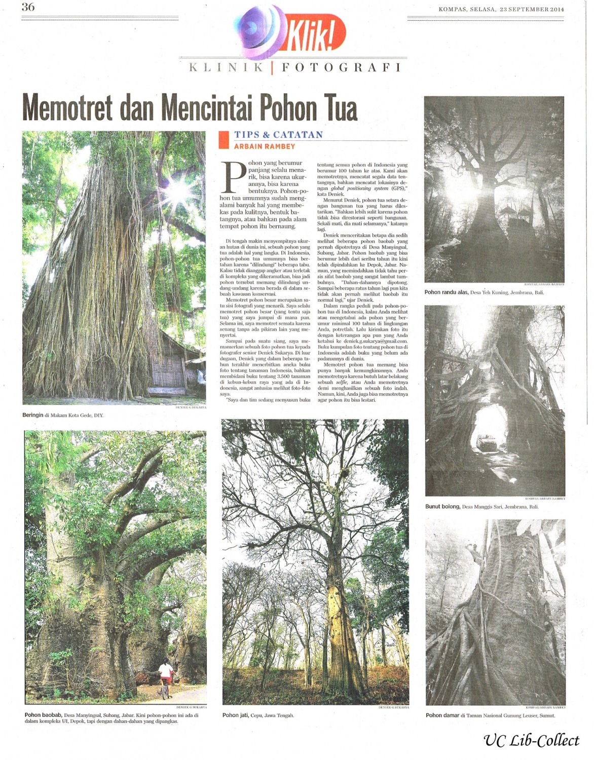 Memotret dan Mencintai Pohon Tua.Kompas.23 September 2014.Hal.36